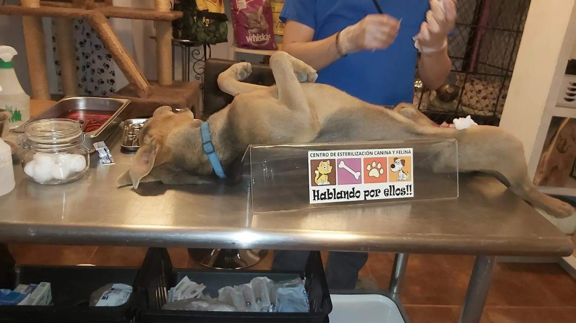 esterilización de mascotas